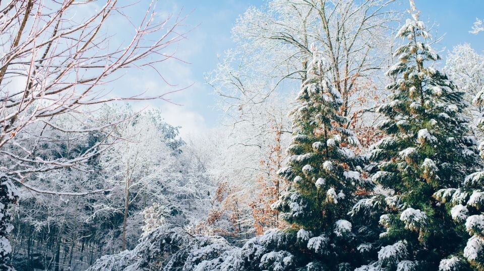    Морозы, снег. Зима. Источник: unsplash.com