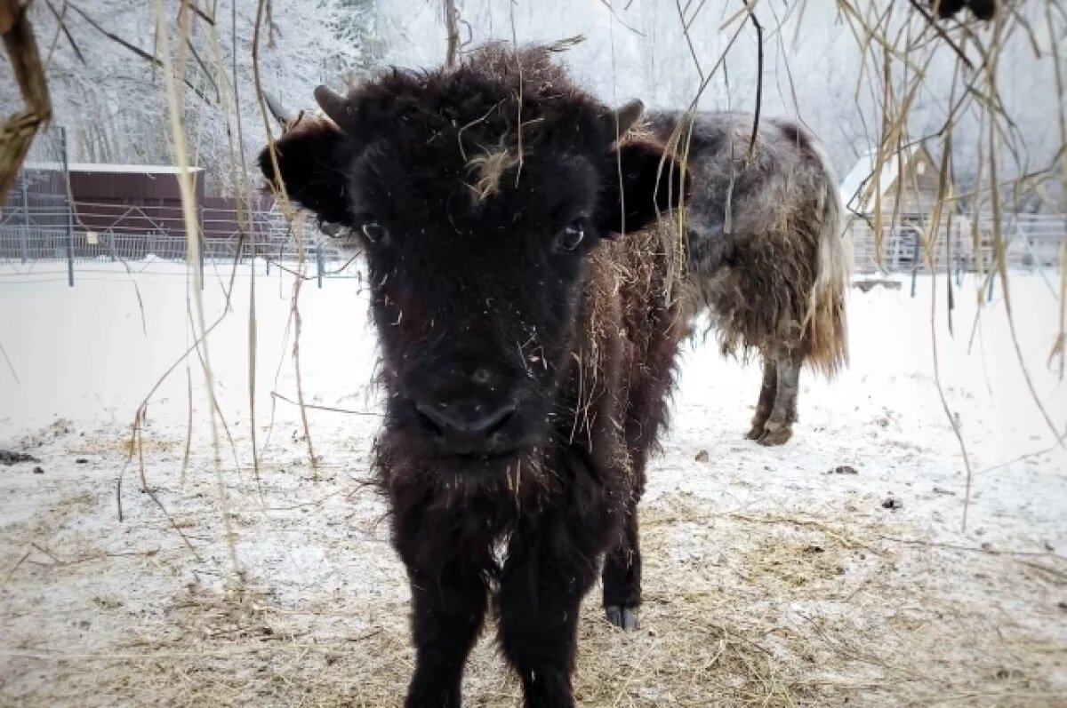    В зоопарке под Омском выбрали имя для уникального детёныша яка