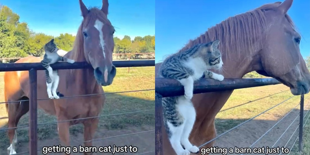 Фермер завел кота-мышелова, а тот подружился с конем
