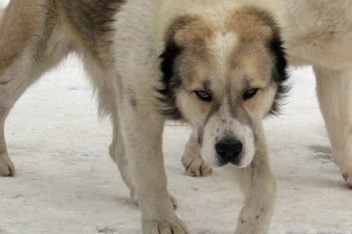    Два диких алабая напали на мужчину и его собаку на Камчатке