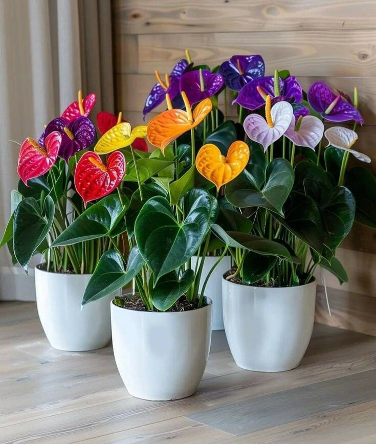 Антуриумы, листайте фото.