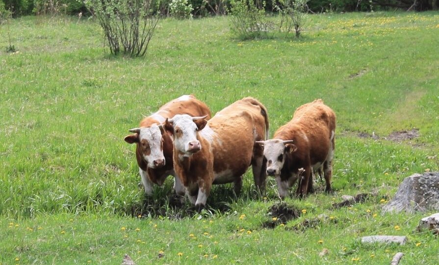 Как защитить домашний скот от мух, гнуса, оводов, клещей и других паразитов