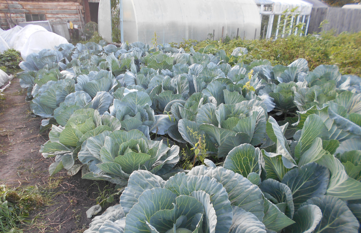 Капуста белокочанная, фото автора.
