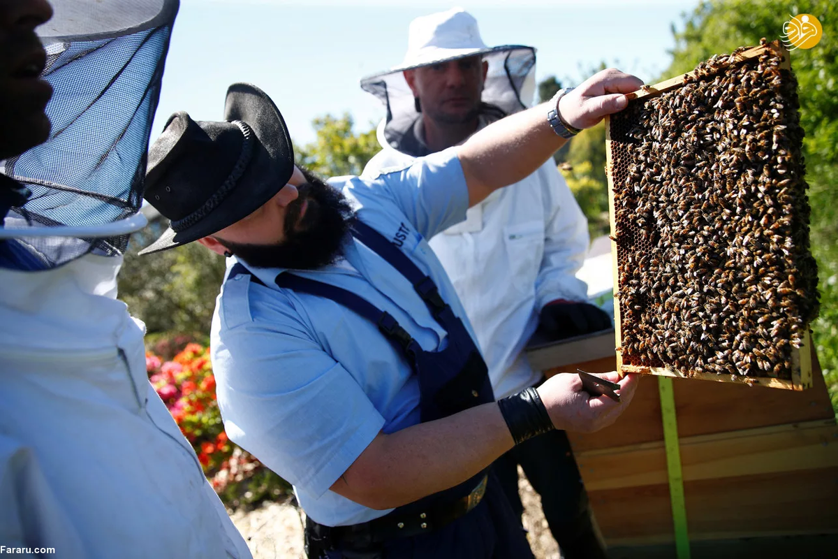 Немецкие пчелы охраняются законом