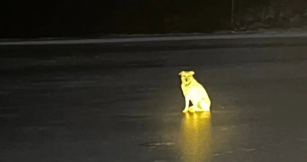 Башкирский Хатико: Верная собака четыре дня прождала на льду хозяина, утонувшего в реке