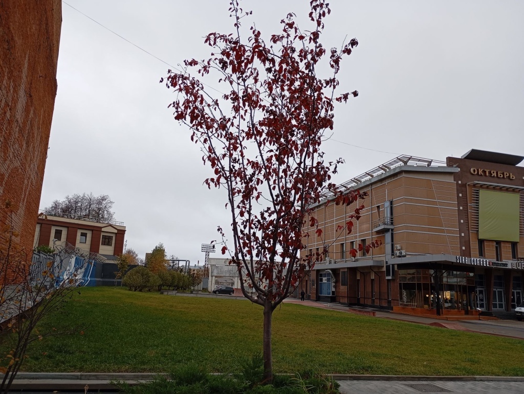  Яблоня декоративная в городе (Нижний Новгород)