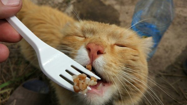 Фото с сервиса Яндекс.Картинки