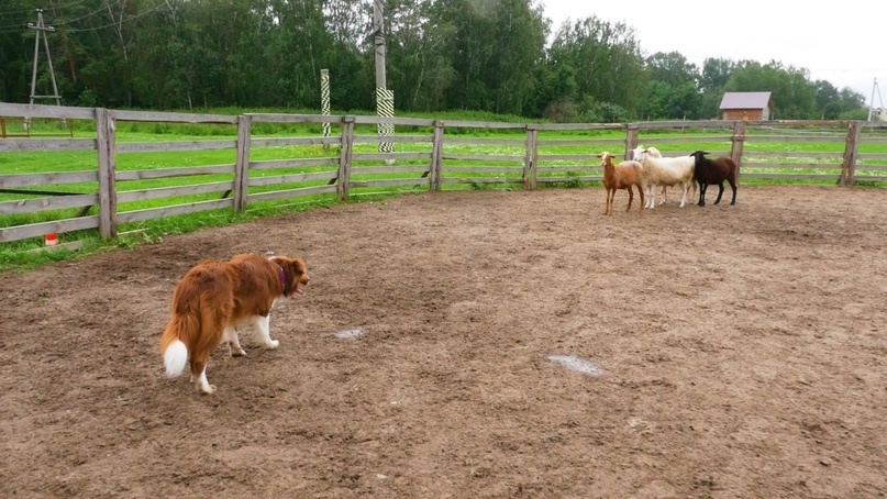 Бордер-колли по кличке Бьорн держит внимание на стаде овец 

