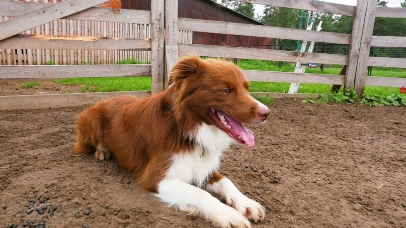 Бордер-колли прирождённые собаки-пастухи

