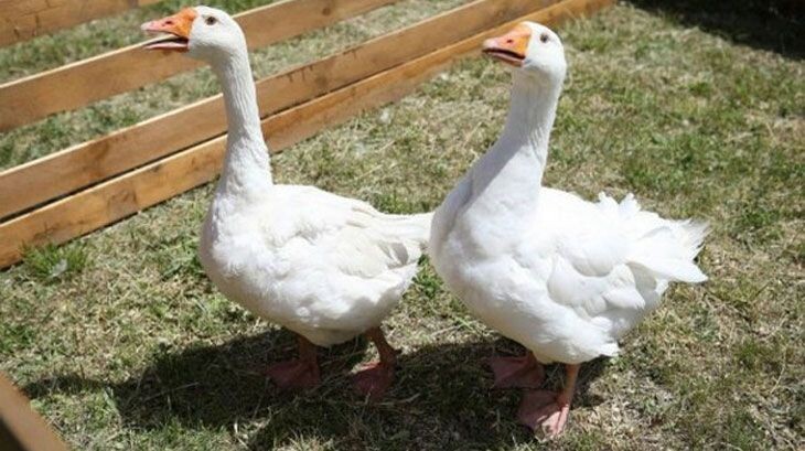 Арзамасский гусь