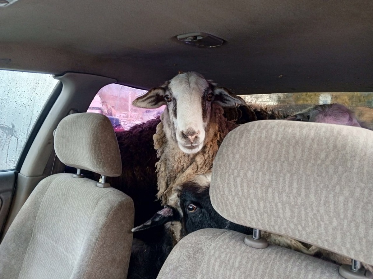 Фото: ГУ МВД по Омской области