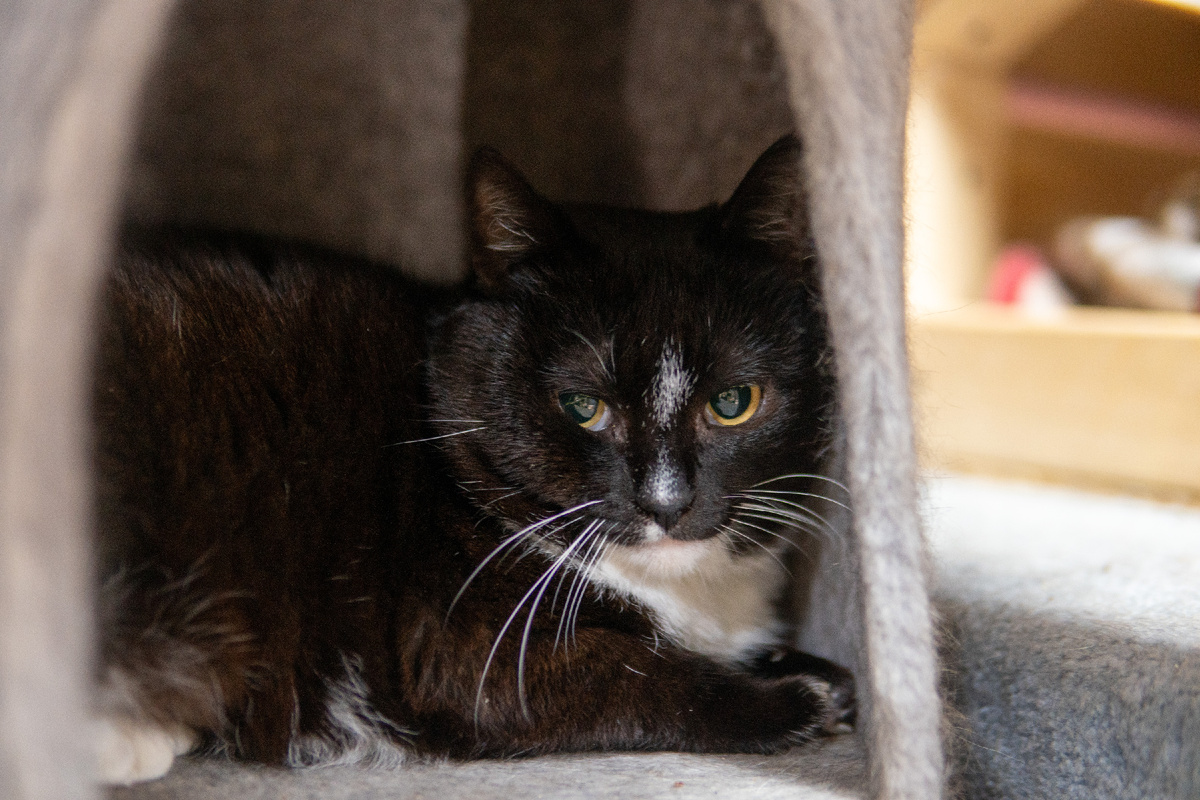 Осторожный и недоверчивый Флаффи приехал к нам из зоны боевых действий вместе с другими кошками-беженцами. Думаю, здесь будут лишними какие-то объяснения, почему Флаффи не идет на руки и вообще старается избегать человека.