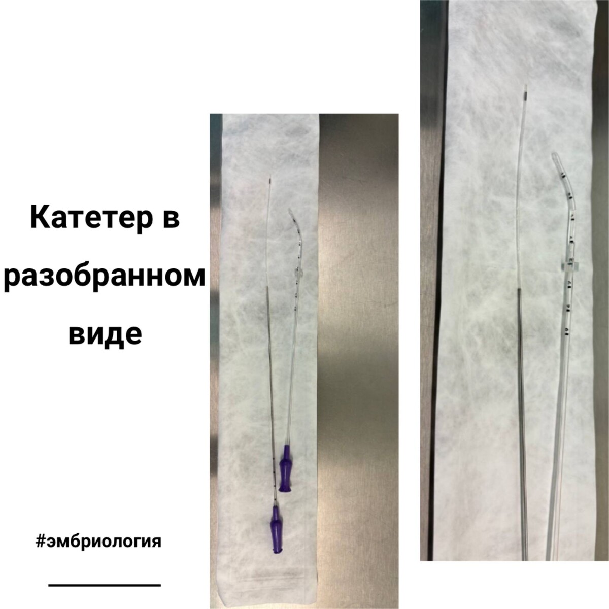 Клиника МАМА. Эмбриология