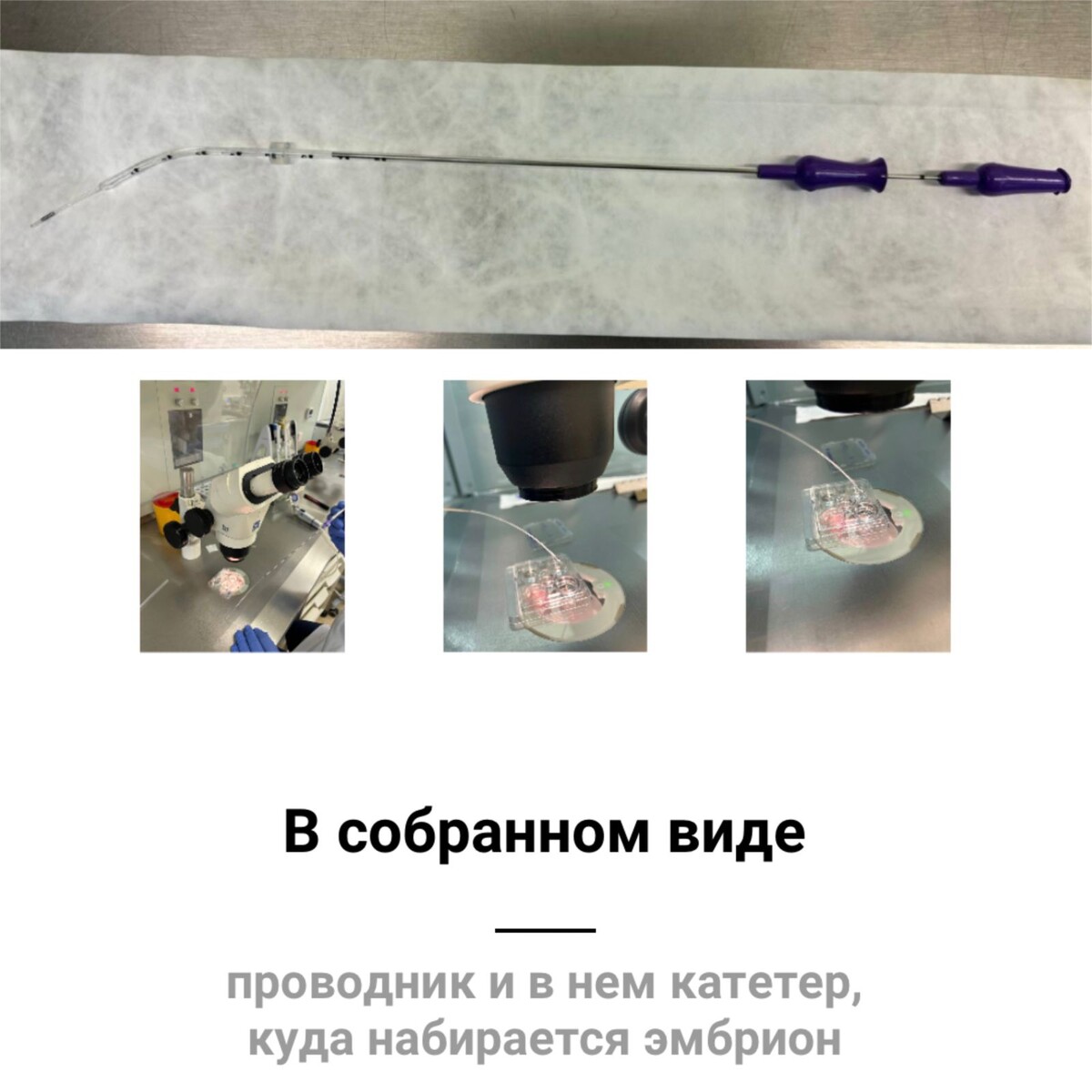 Клиника МАМА. Эмбриология