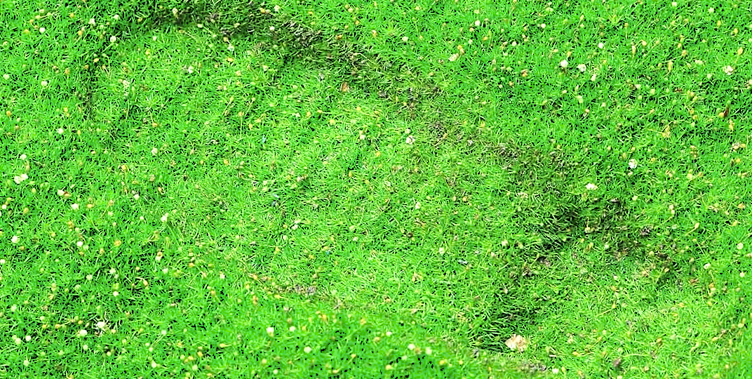 9 растений, которые лишат вас сорняков в огороде. Полоть и косить не надо