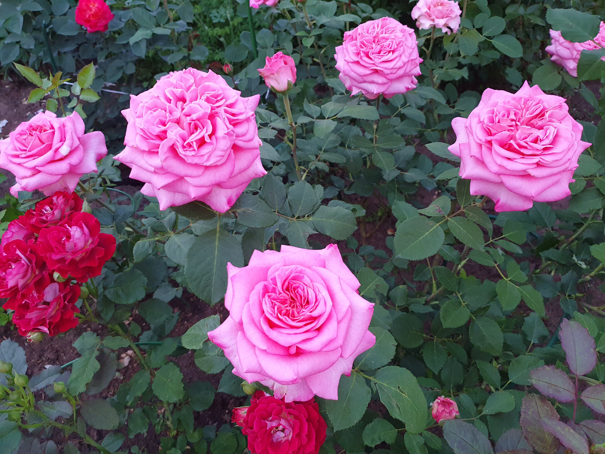 Эшли. Очень устойчивый сорт с крупными цветами.