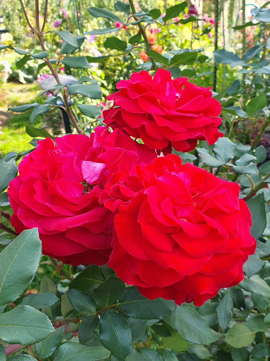 Штёртебекер. Точно цвет никак не передаётся камерой. Он темнее.