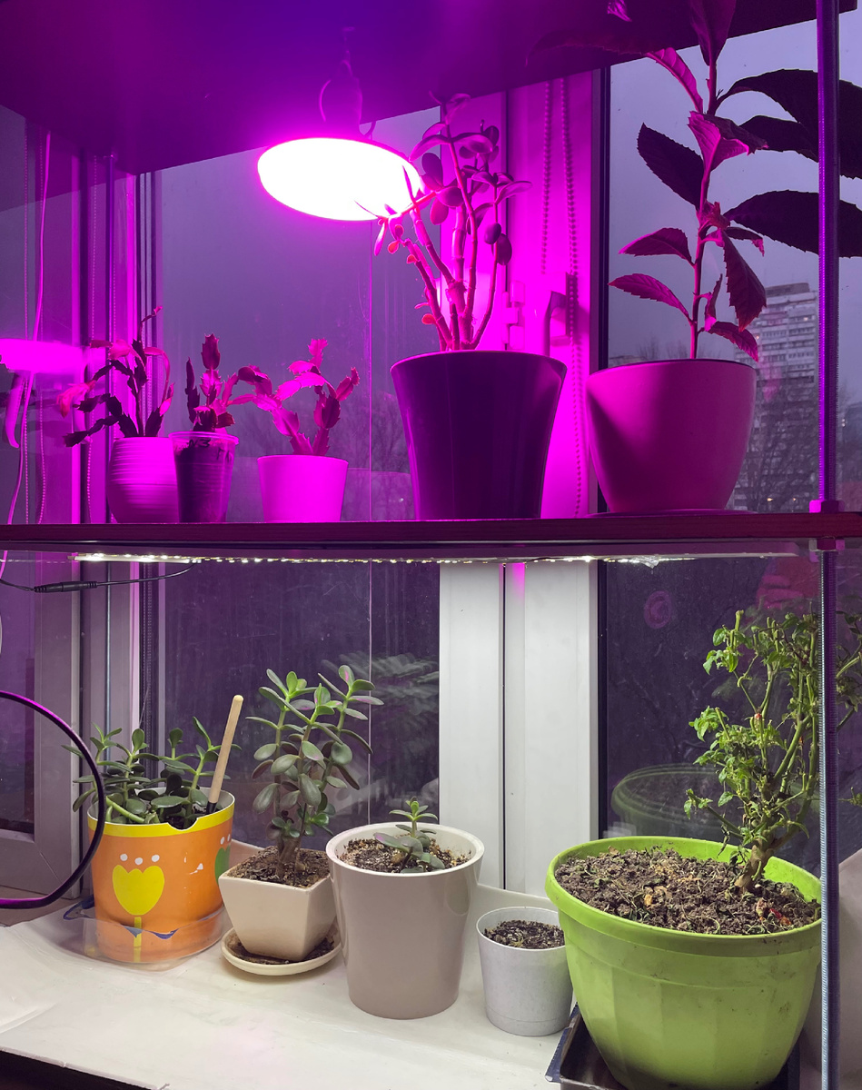 На нижней полке расположен линейный светильник. На второй полке цокольный - его подсветки не хватает растениям, которые расположены по краям полки.