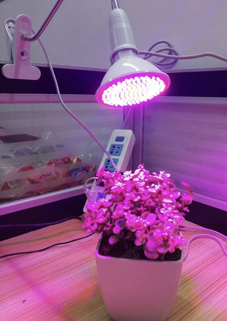 Точечная подсветка нужна для небольшого растения