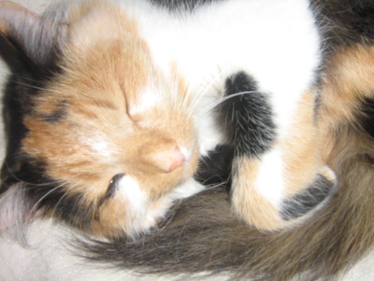 Бася собственной персоной. Фото из домашнего архива.