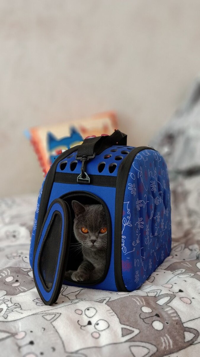 Голубая британская кошка. Питомник Silvery Snow Москва