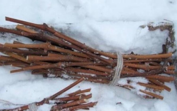    Что сделать в саду в декабре 2024