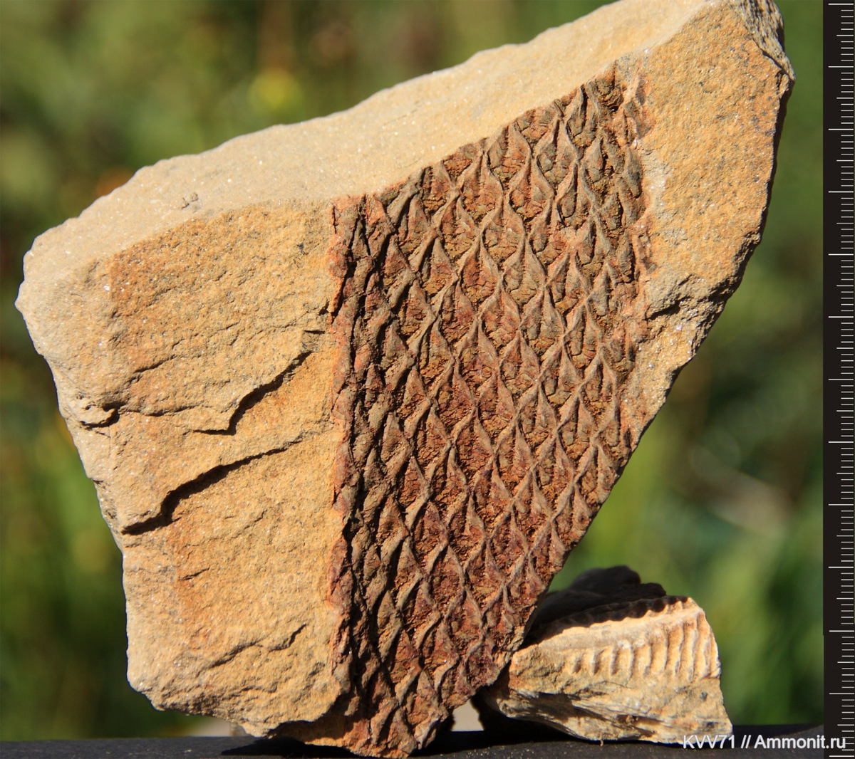 Лепидодендрон из города Шахты, Ростовская область; фото KVV71 с сайта Аммонит.ру