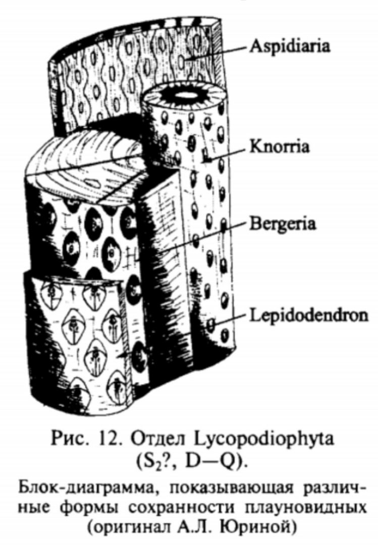 Виды сохранности древесины плаунов