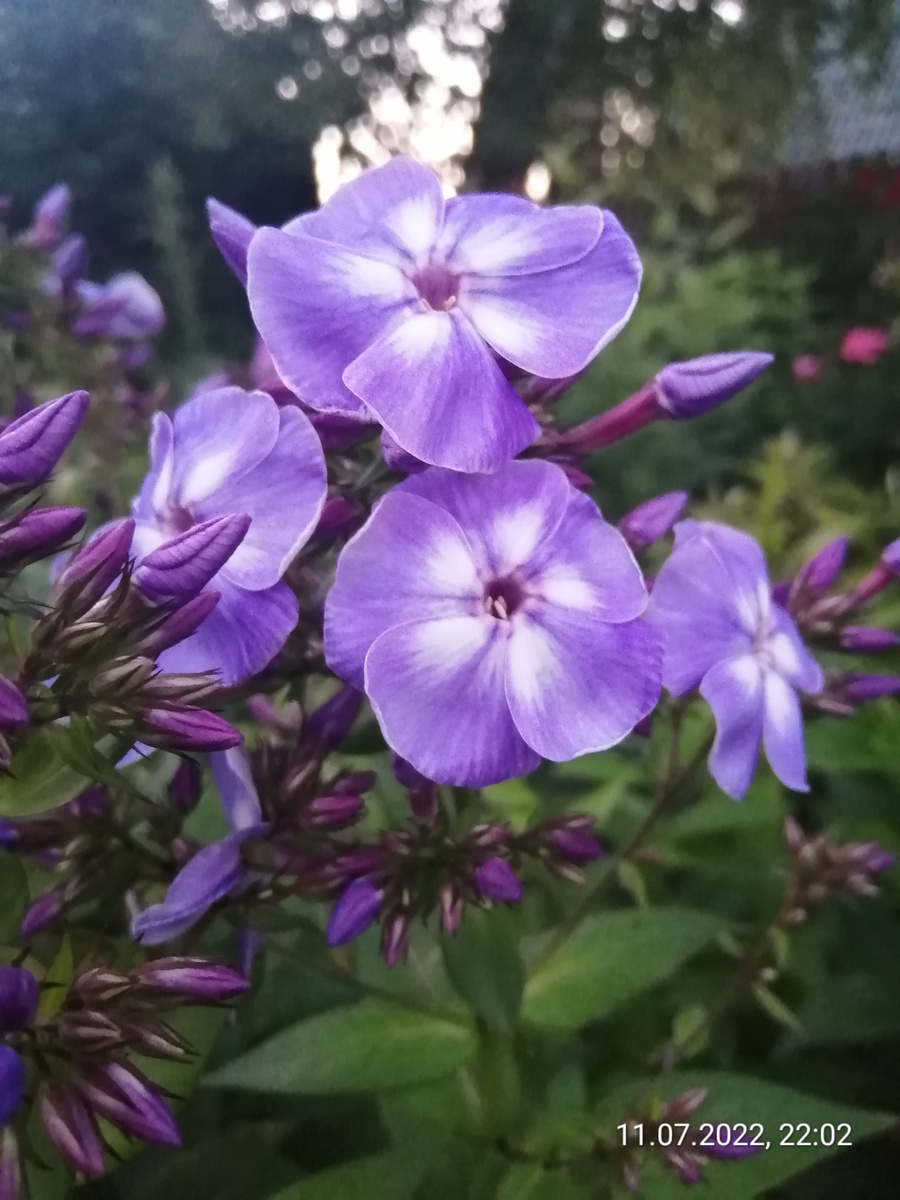 Флокс Лазурный берег, Ю. Марковский