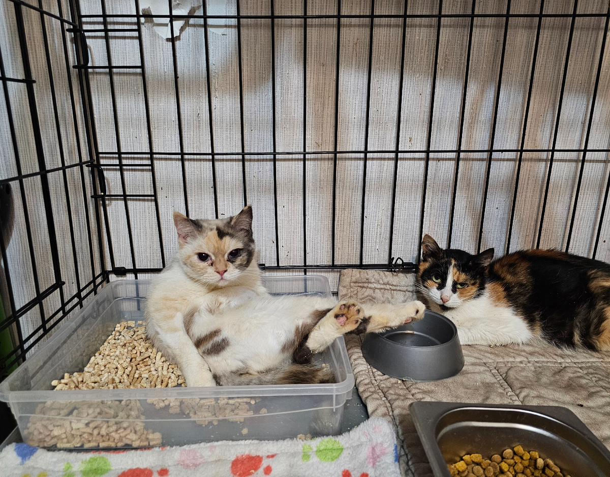 Фото автора. Маруся и ЛюсИ