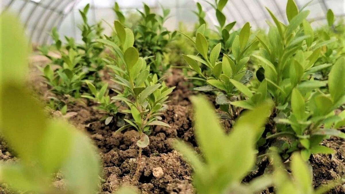    Фото: телеканал «Краснодар»