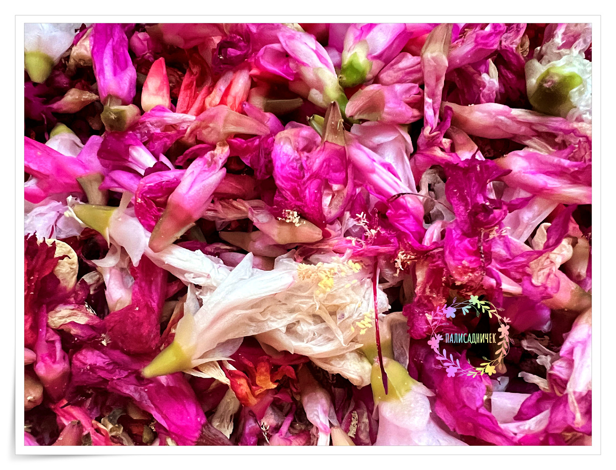 Ну хоть один! Ну хоть один! Ну хоть один! Нет, все лежат... (с) 🤣🤣🤣