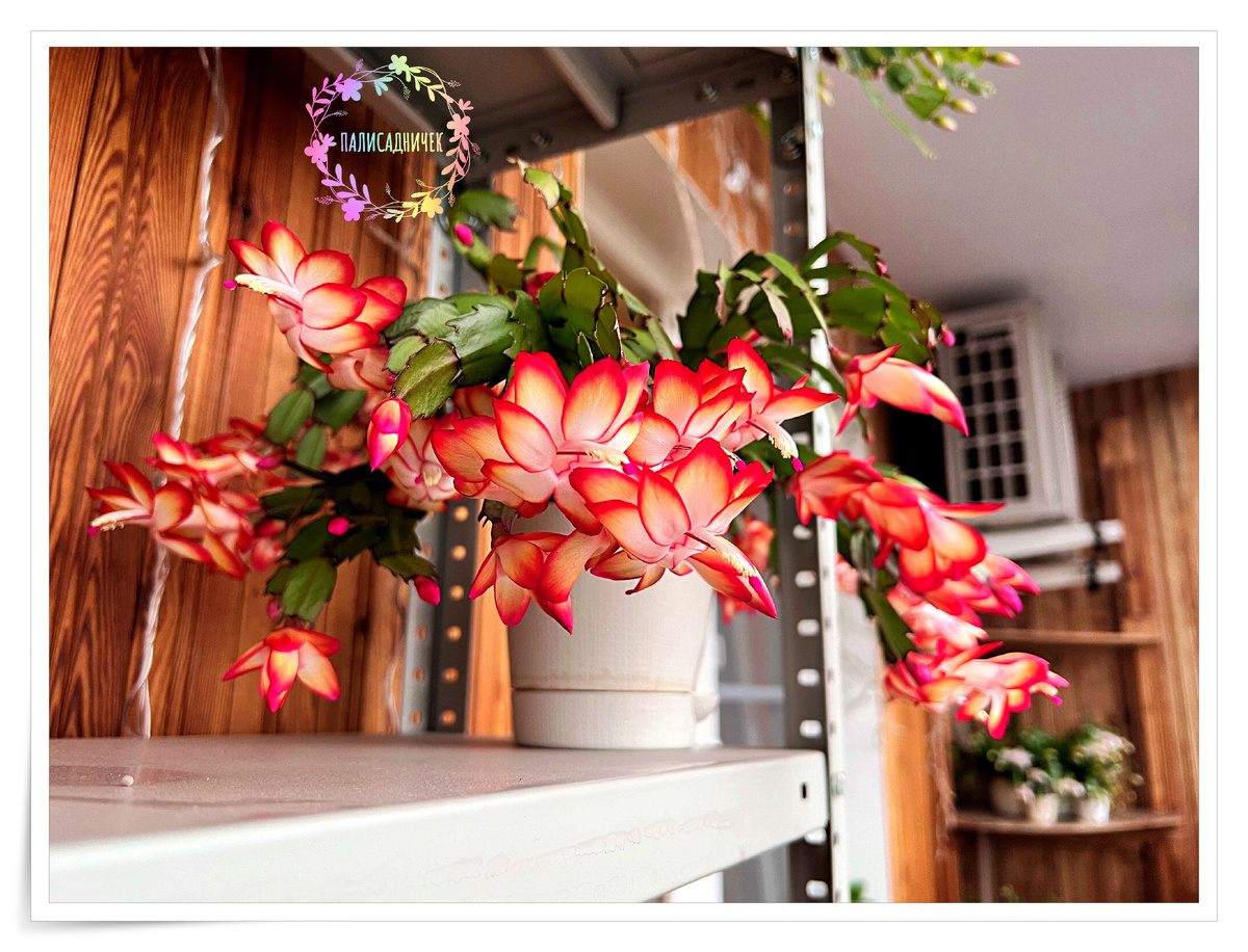 И цветочек автору комментария, конечно. Автор, ничего, что прежде, чем исполнить вашу мечту, Самба, всё же, немного порадовала меня и подписчиков канала? 🌺🌺🌺