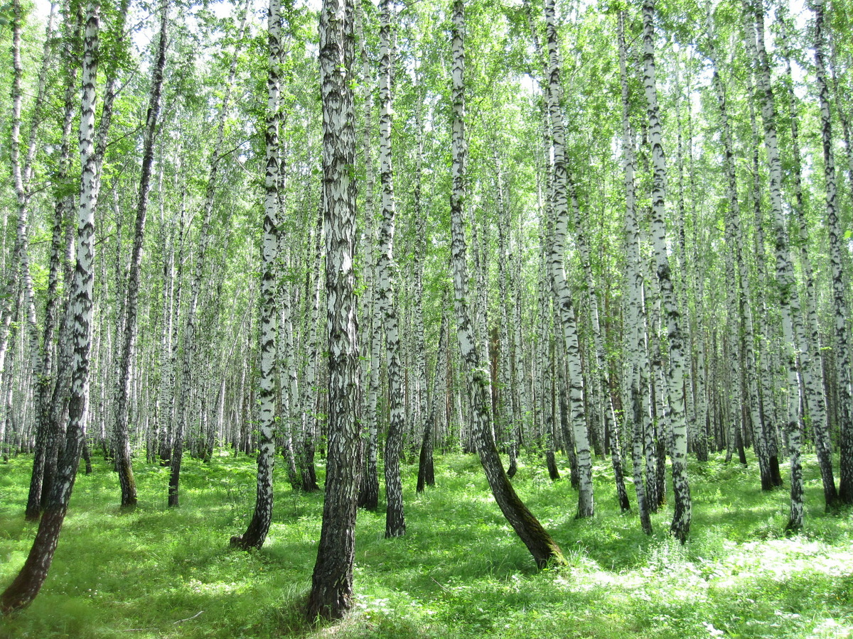 Оба региона могут похвастаться живописной природой. Фото: Елена Гудкова / Яндекс Карты