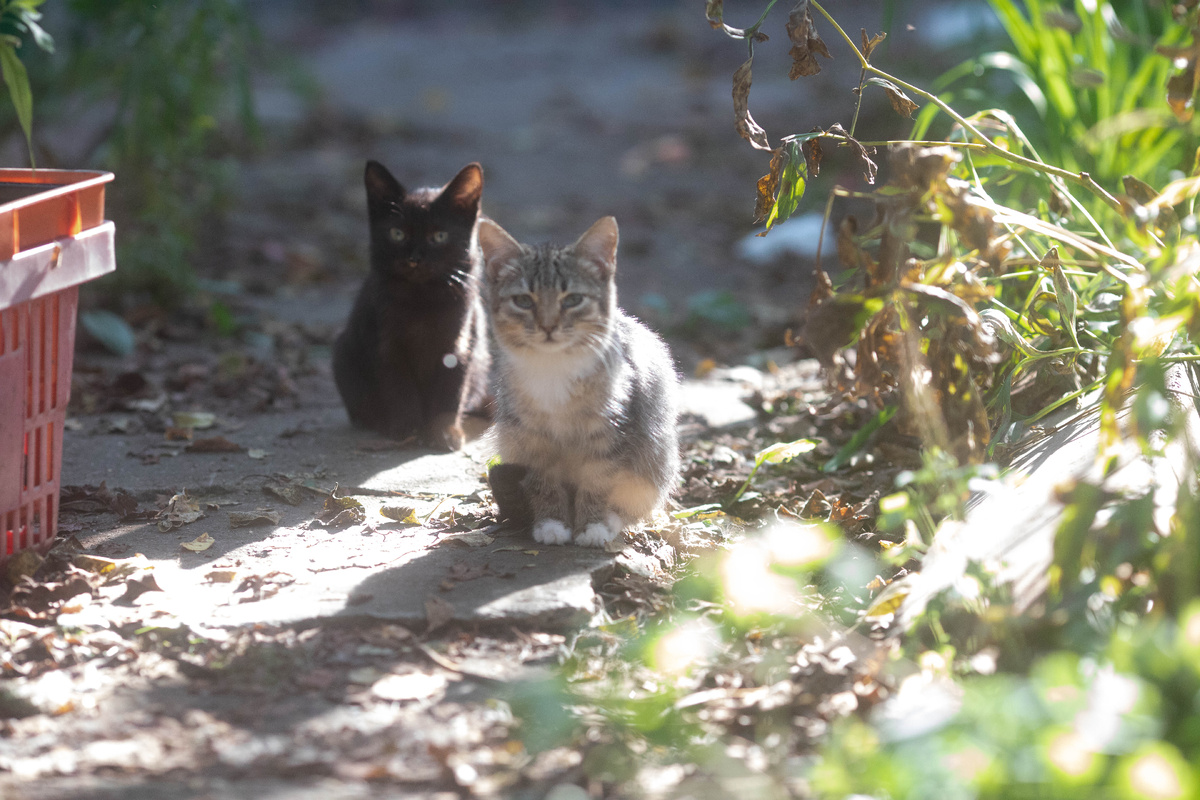 Вот они крошки