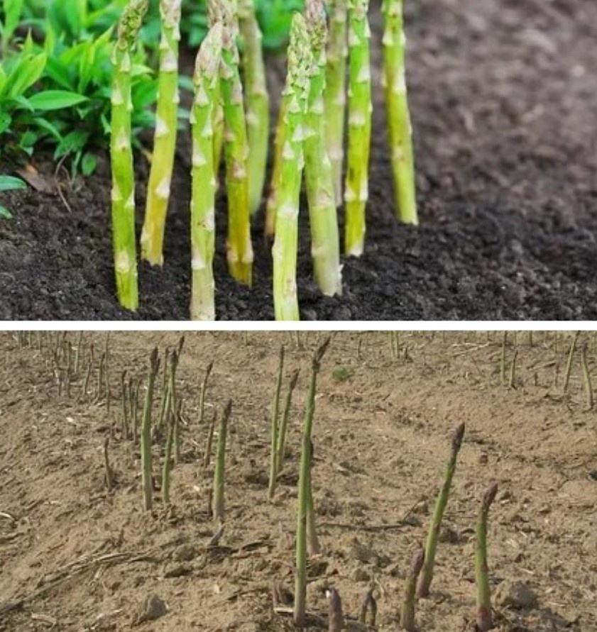 Из открытых источников.