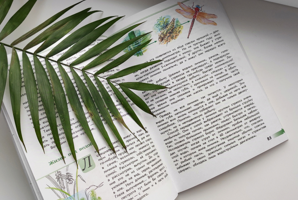 Приоритет энциклопедиям и другой познавательной литературе - вот выбор второклашек