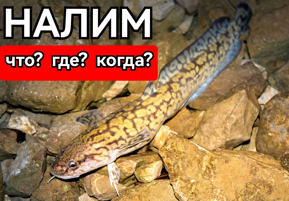 В данной статье хочу вам рассказать про очень интересную рыбу- налим. Что это за рыба такая, где обитает данная рыба, когда ловить. На что и на какие снасти ловится данная рыба.