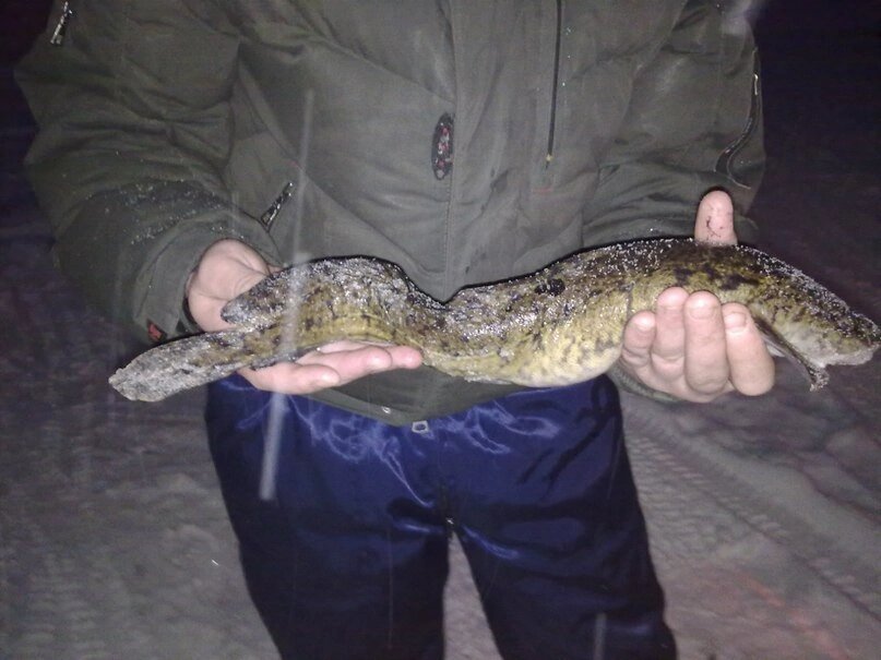 На данном фото пример, как может выглядеть налим.