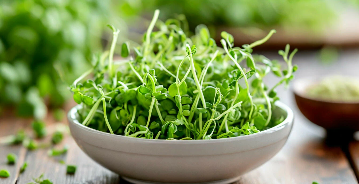 микрозелень зелёного горошка