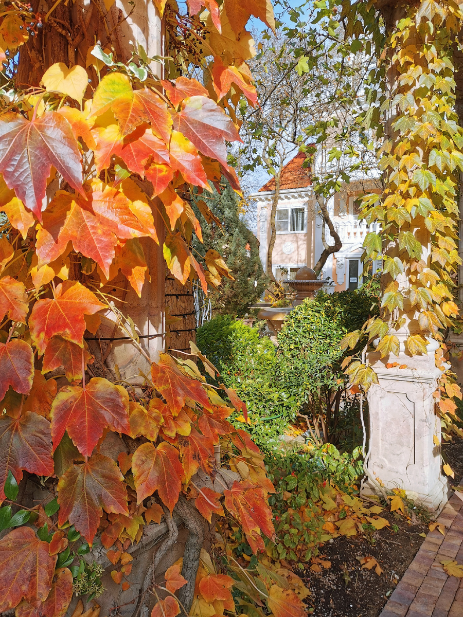 Южный ноябрь, для настроения моим читателям. 