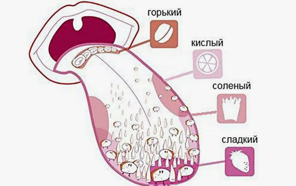 Вкусовые зоны языка