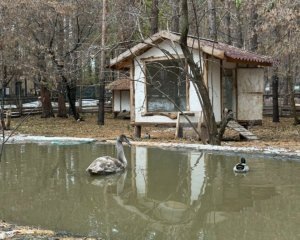    Один из спасенных лебедей в Ульяновском зоопарке. Фото: Минприроды Ульяновской области