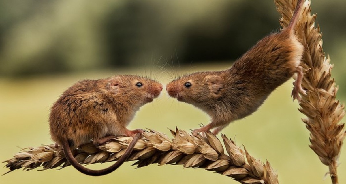 В амбаре раз с зерном сидело 10 мышей, в тот день наш кот понял что такое "пир на весь мир" 