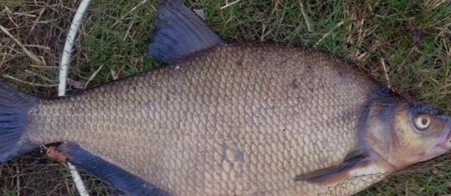 Мечта многих рыбаков )))