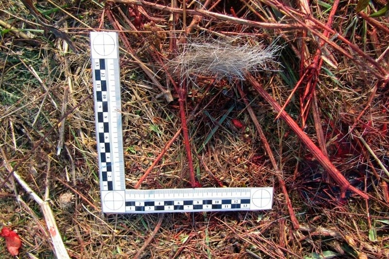    Останки животного в поле у Мяксы обнаружил охотовед. По следам крови удалось установить, куда злоумышленники переместили тушу