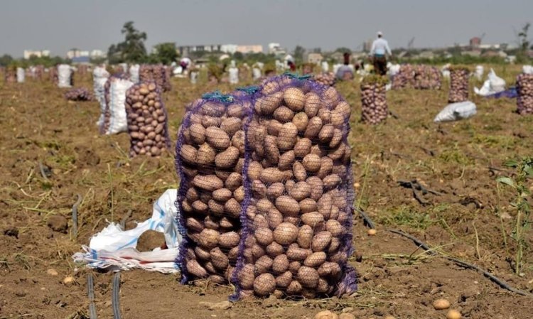    Сколько картофеля собрали в Ставропольском крае по итогам уборочной 2024