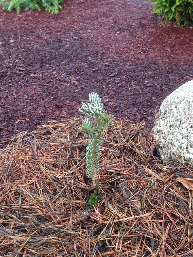 2017 Abies koreana Silberlocke №1