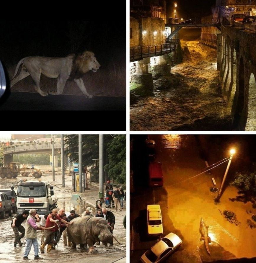 Бегемот тбилиси наводнение. Наводнение в зоопарке. Наводнение в зоопарке тбилиси 2015. Паводок животные. Наводнение в зоопарке.