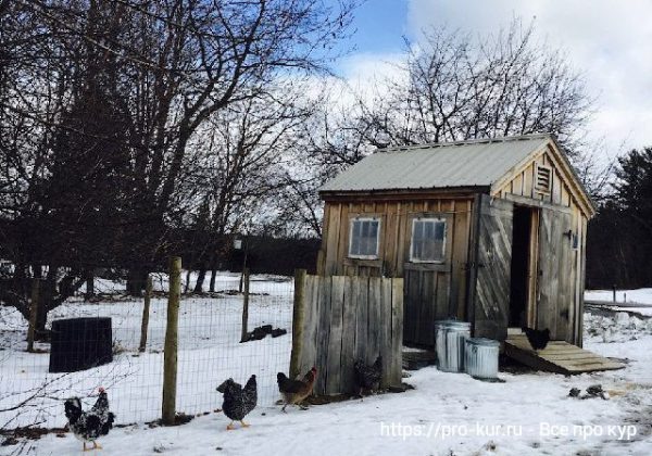 Способы утепления курятника на зиму – пошагово создаем комфортные условия для птиц